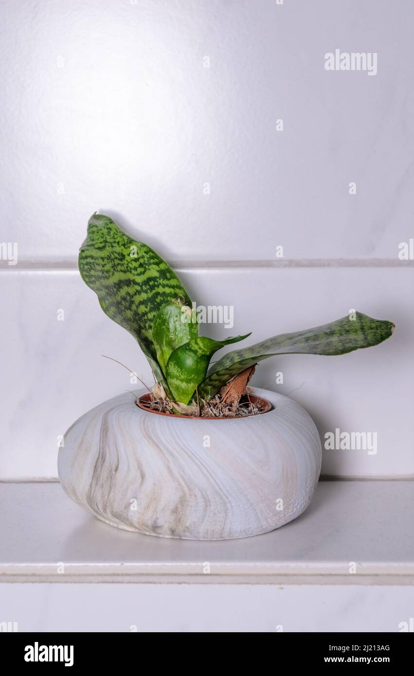 Planta verde en macetas pequeñas con hojas en el baño para decoración  Fotografía de stock - Alamy