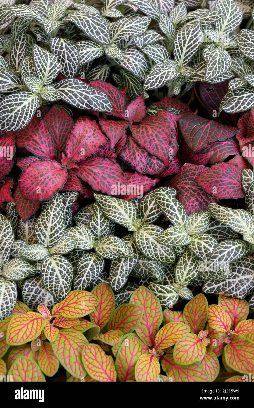 Variación de las plantas de Fittonia colorido cuadro completo de cerca Foto de stock