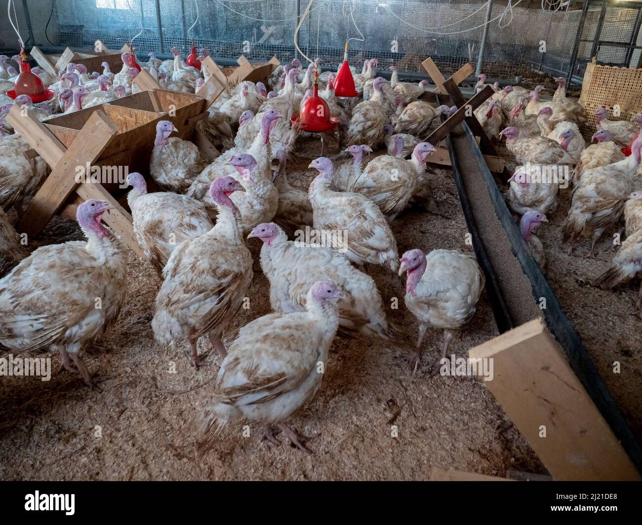 Turquía en una granja, la cría de pavos. Cría de aves de corral Foto de stock