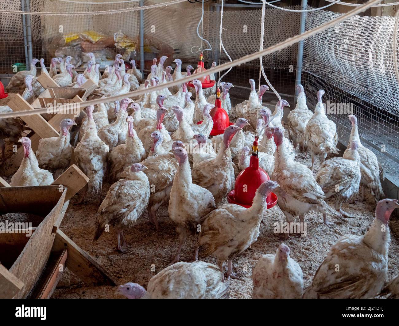 Turquía en una granja, la cría de pavos. Cría de aves de corral Foto de stock