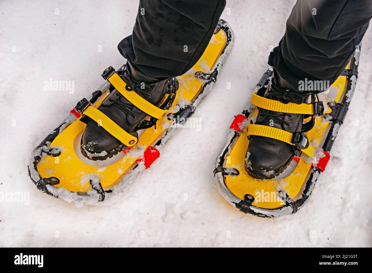Raquetas de nieve amarillas en botas negras. Raquetas de nieve gente en el bosque de invierno en la nieve. Primer plano de piernas y raquetas nieve Fotografía de stock - Alamy