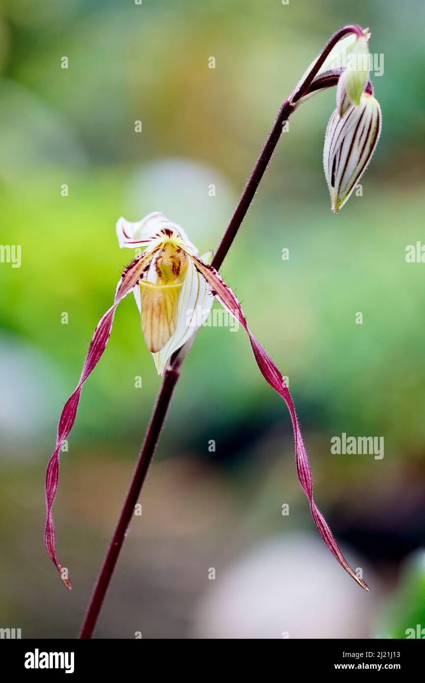 Paphiopedilum (Paphiopedilum), flor y capullo Foto de stock