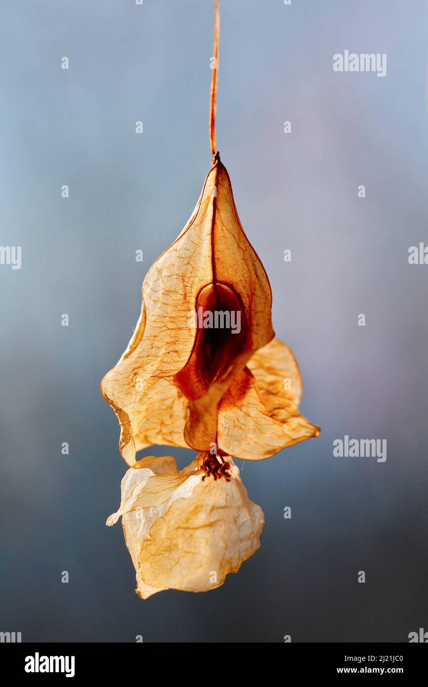 Begonia boliviana (Begonia boliviensis), marchitada Foto de stock