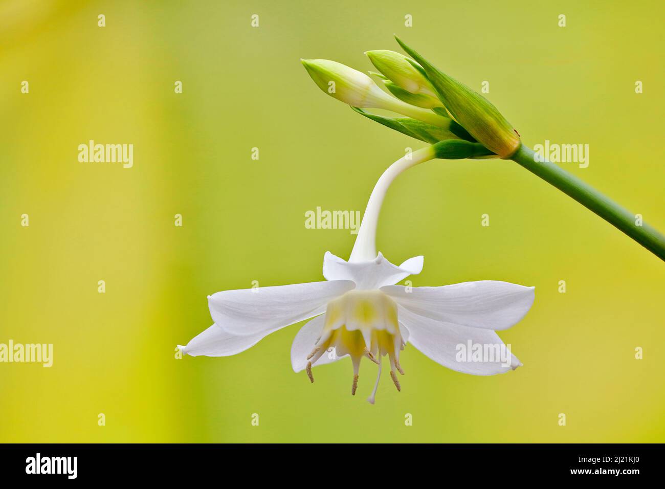 Lirio amazónico (Eucharilis amazonica), flor, Alemania, Renania del Norte-Westfalia Foto de stock