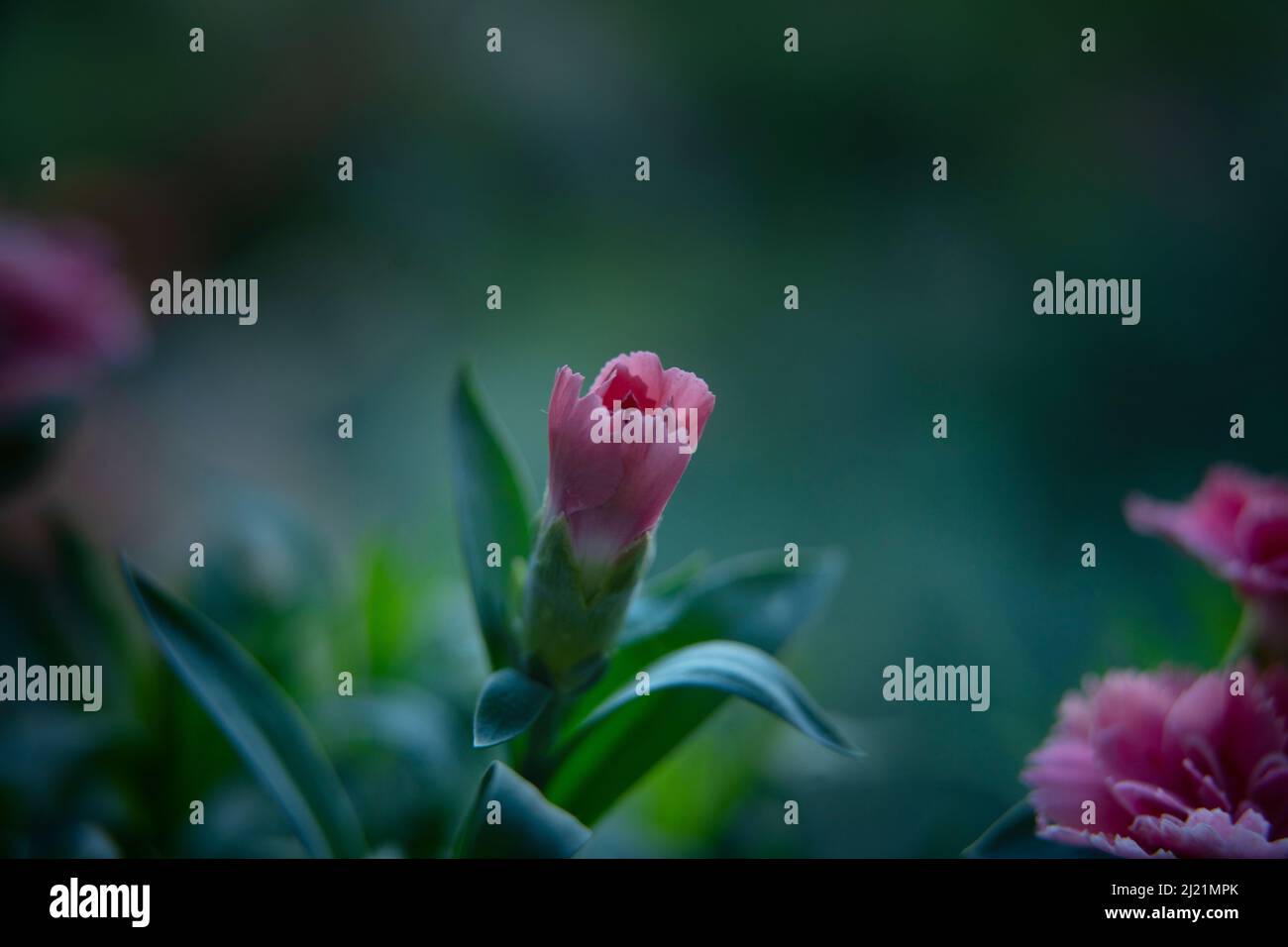 Clavel morado fotografías e imágenes de alta resolución - Alamy