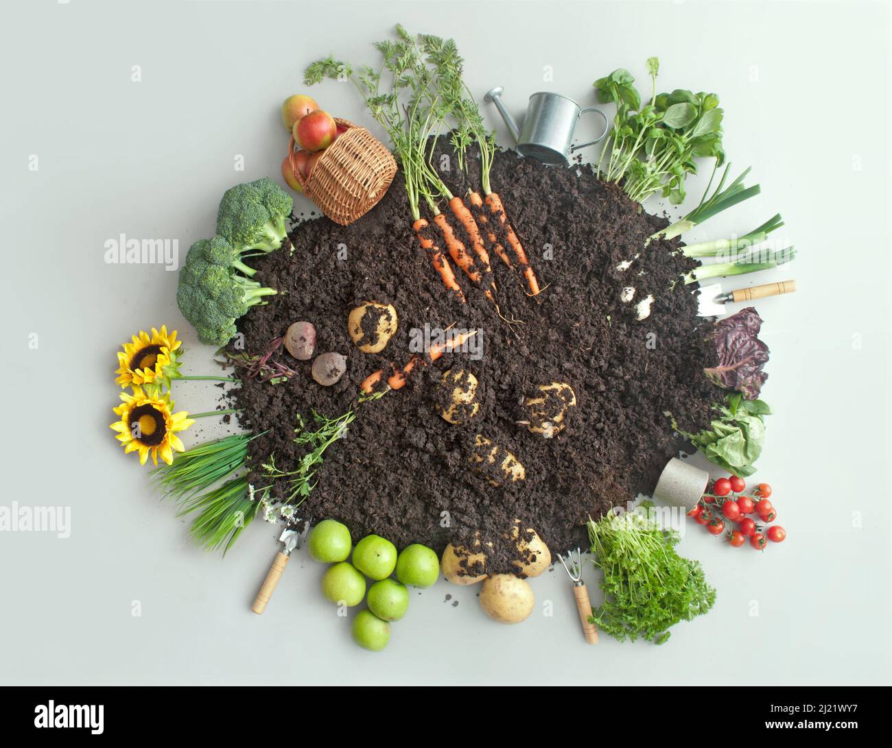 Frutas y verduras que crecen en compost circular de jardín incluyendo zanahorias, papas y lechuga Foto de stock
