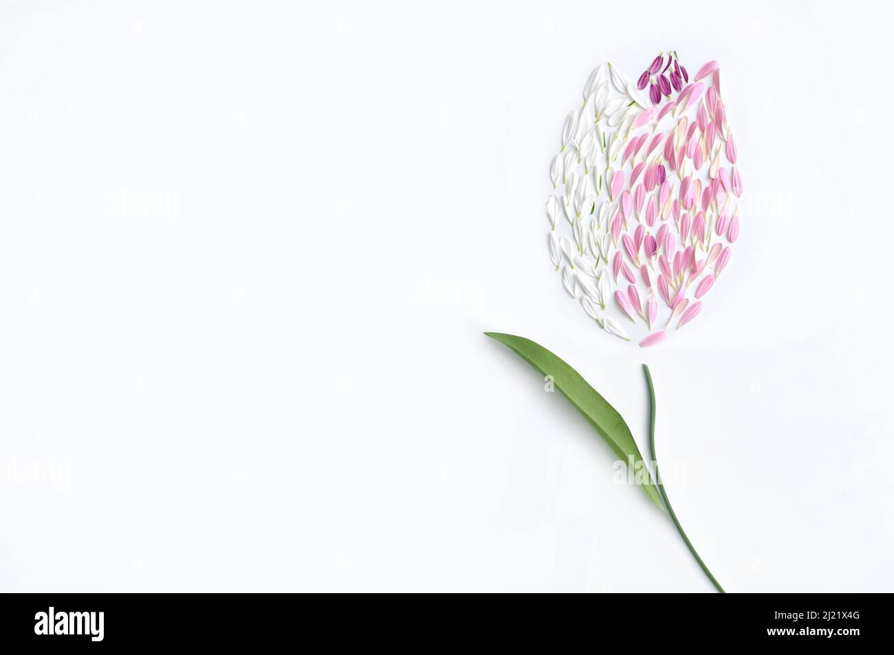 Blanco; rosa; pétalos de flores púrpura en forma de tulipán de primavera Foto de stock