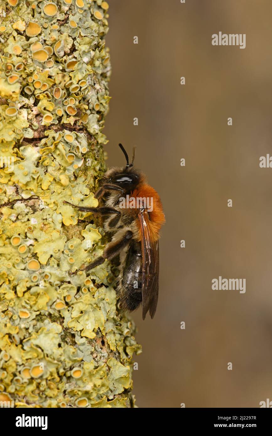 Tawny Mining Bee (Andrena fulva) descansando en ramitas cubiertas de líquenes, Herefordshire, Inglaterra, Alril Foto de stock