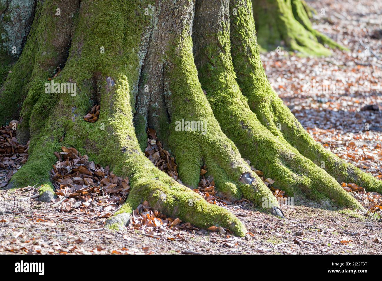 Detalles, bosque primitivo Urwald Sababurg, Hofgeismar, Weser Uplands, Weserbergland, Hesse, Alemania Foto de stock