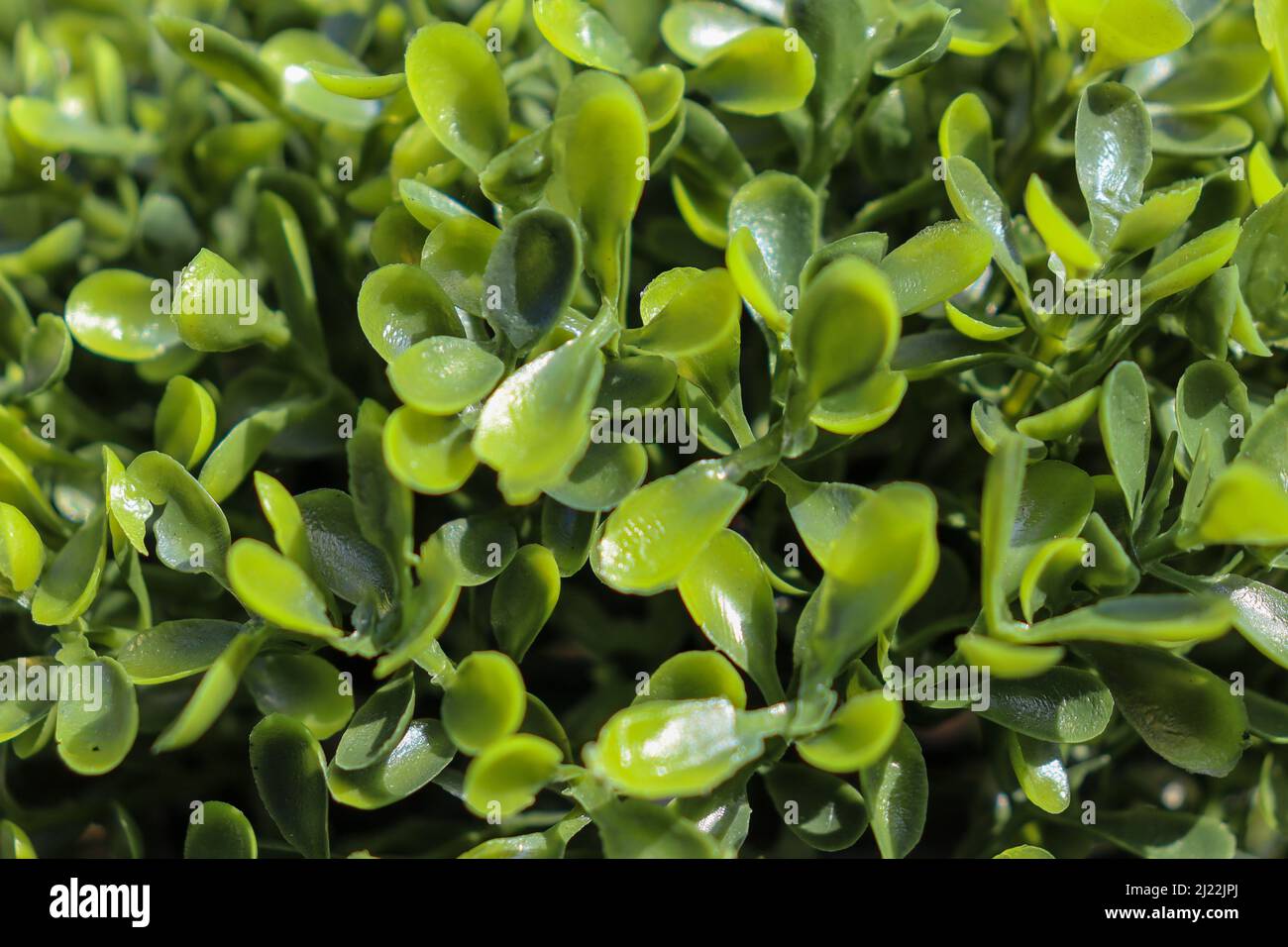Jugar con junio Persistencia Primer plano de hojas falsas sobre un arbusto artificial, fondo de hoja/ arbusto texturizado Fotografía de stock - Alamy