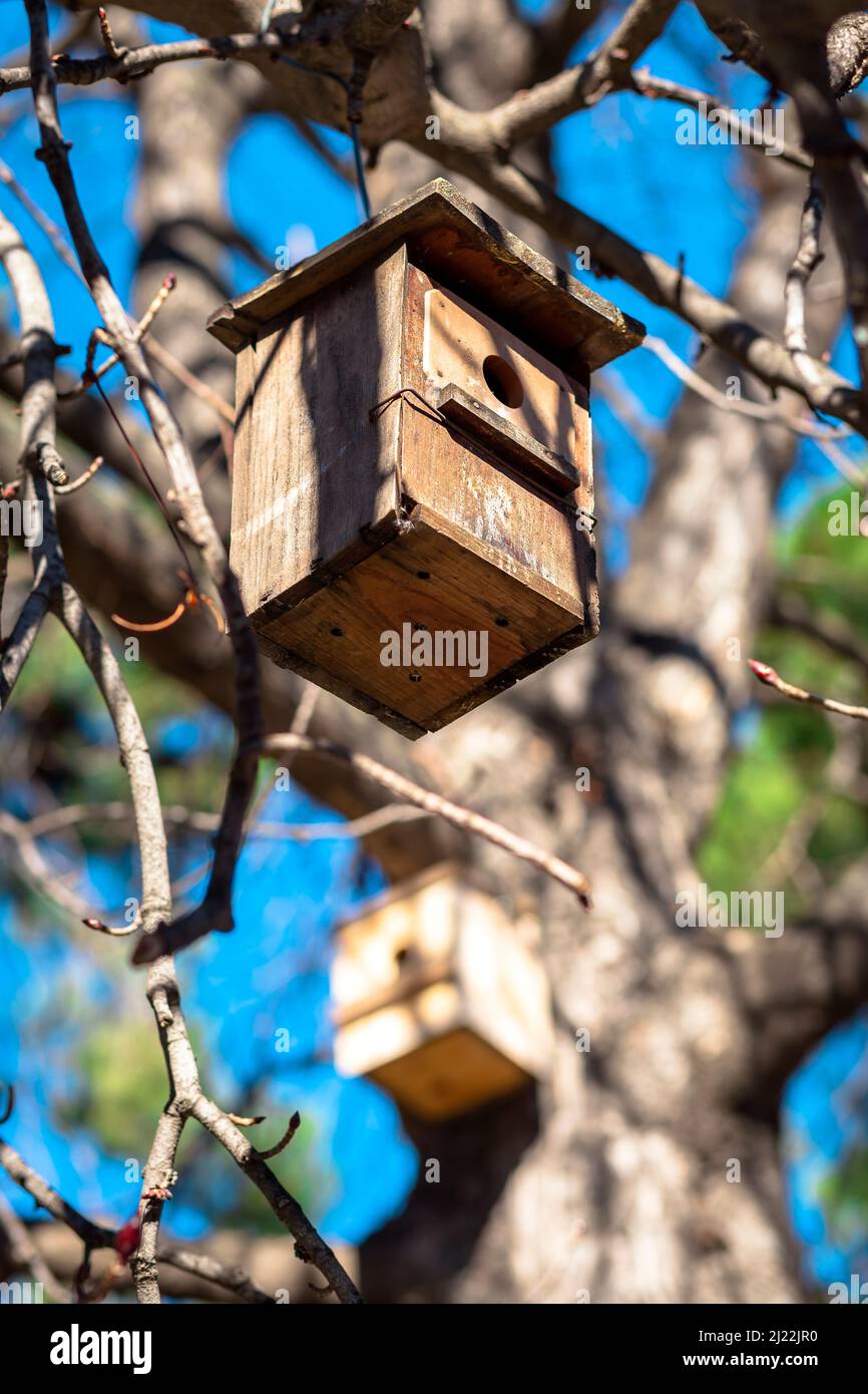 pequeña caja de madera para aves pequeñas en los árboles del parque Foto de stock