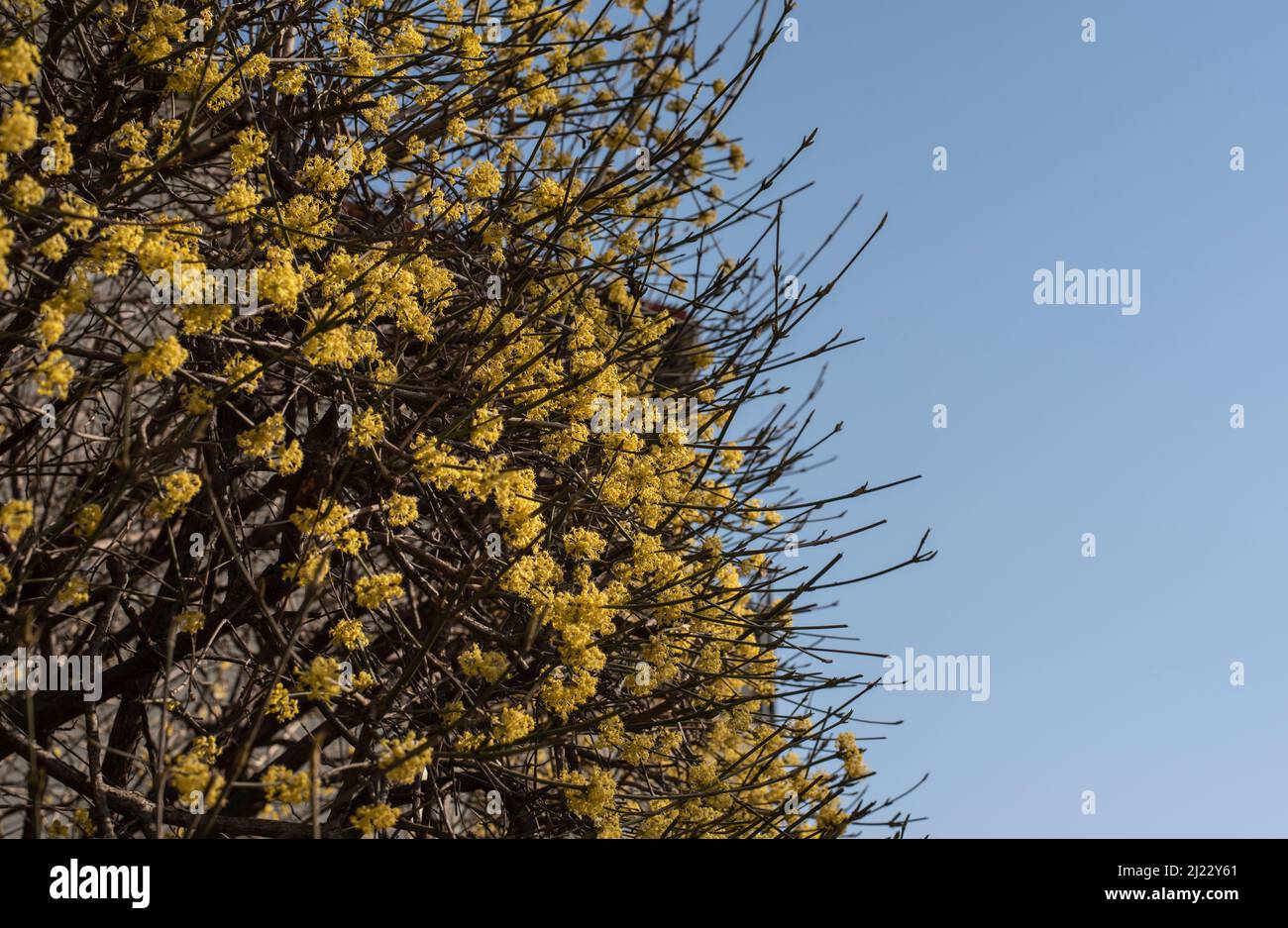 las ramitas sin hojas de una cereza cornalina con flores amarillas en un día soleado con cielo azul claro Foto de stock