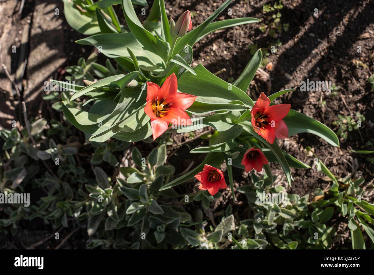 las flores abiertas de tulipanes con pétalos rojos en un jardín en primavera Foto de stock