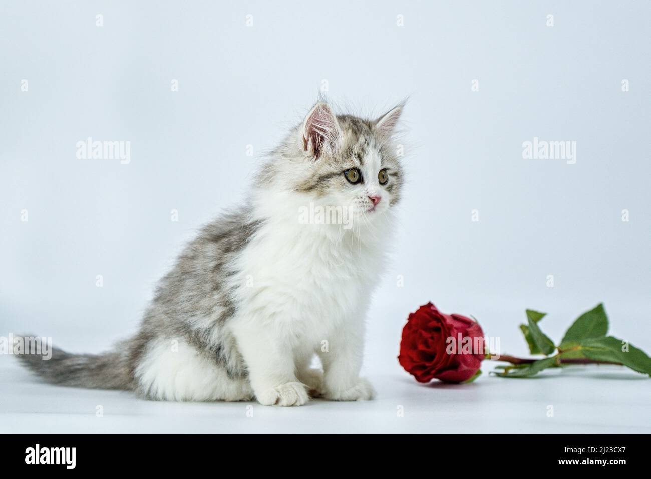 Gatito siberiano sobre fondo de color con rosas Foto de stock