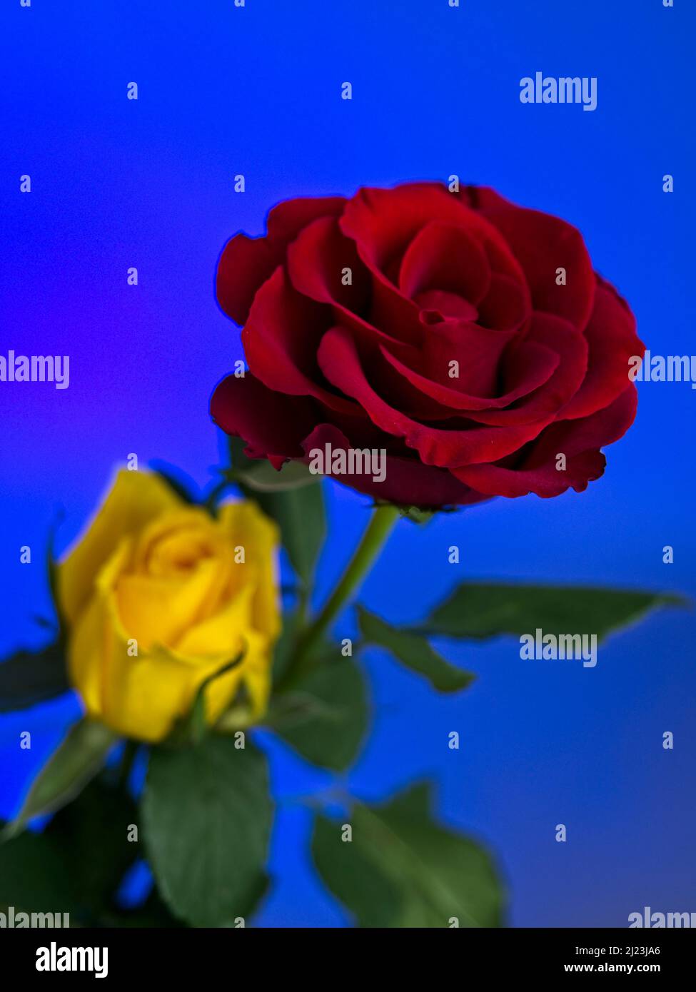 Rosa roja y amarilla sobre fondo azul brillante Fotografía de stock - Alamy