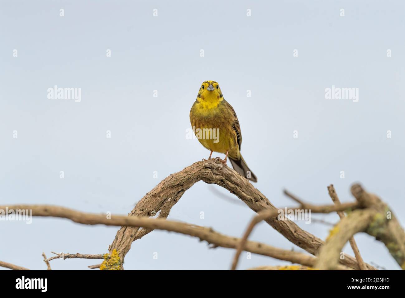 Martillo amarillo encaramado en una rama Foto de stock