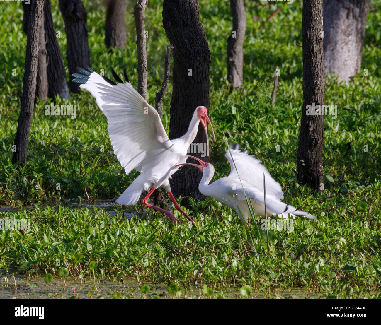 Hombres ibis blancos americanos (Eudocimus albus) que luchan en el pantano del bosque, Brazos Bend State Park, Needville, texas, EE.UU. Foto de stock
