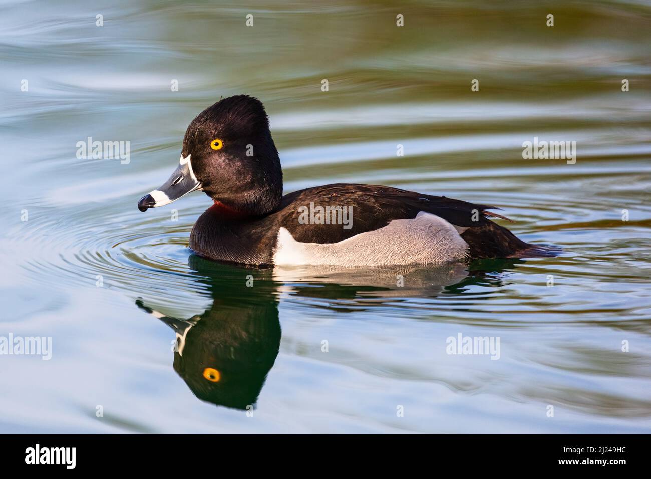 Un pato macho de cuello de anillo (Aythya collaris) en un lago con reflejo en el agua Foto de stock