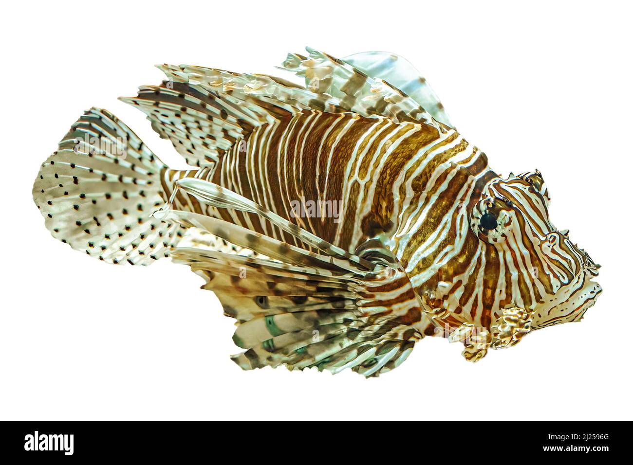 Cerca de un pez león de acuario con aletas venenosas en profundidad de coral aislado sobre fondo blanco. Depredador venenoso peces de la especie Pterois Miles Foto de stock