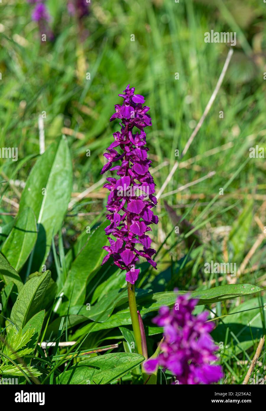Orquídeas moradas tempranas, Cressbrook Dale, Peak District, Derbyshire, Reino Unido Foto de stock