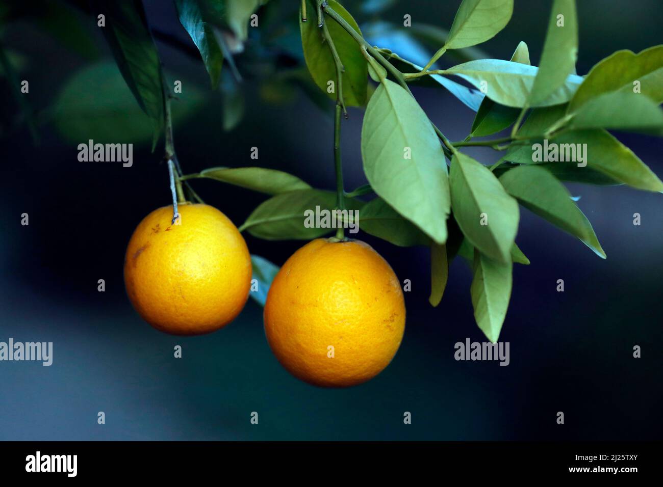 Dos naranjas en un árbol. Foto de stock
