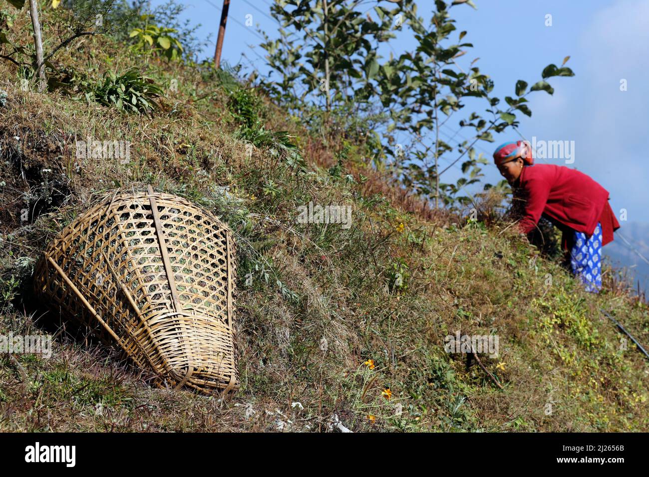 Mujer nepalesa que trabaja en el campo. Agricultura tradicional. Foto de stock