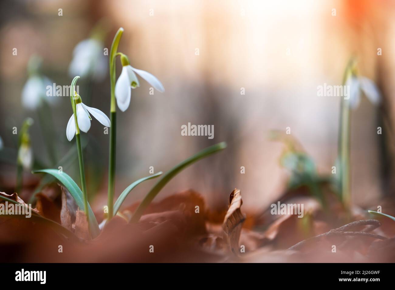 Snowdrop flores en primavera pradera bosque closeup. Fotografía de naturaleza macro Foto de stock