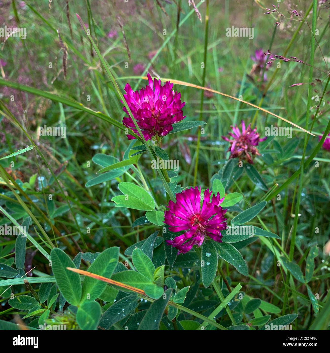 Coloridas flores de trébol en la hierba. Foto de stock