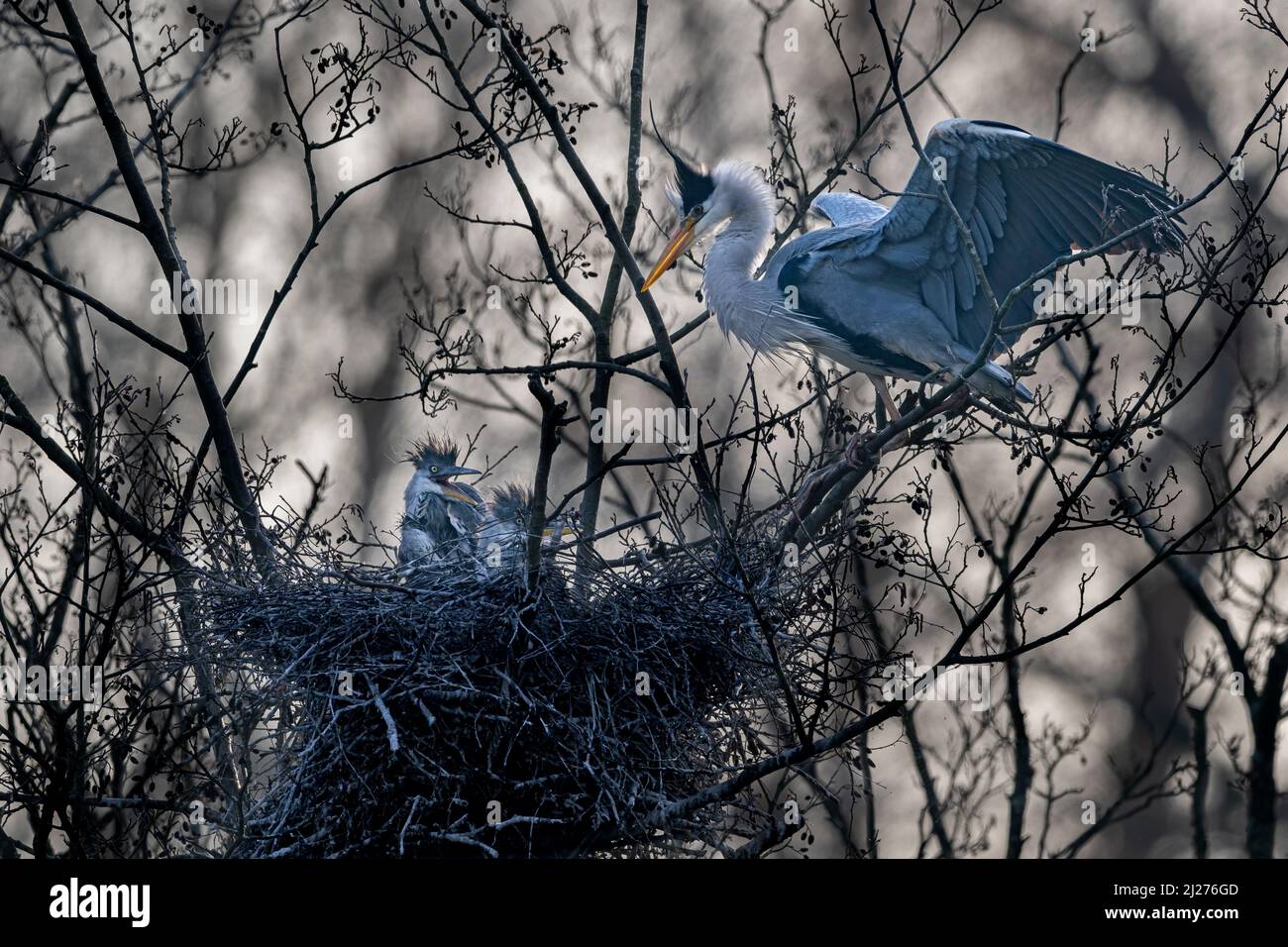 Una garza hembra (Ardea cinerea) regresa a su nido de polluelos hambrientos Foto de stock