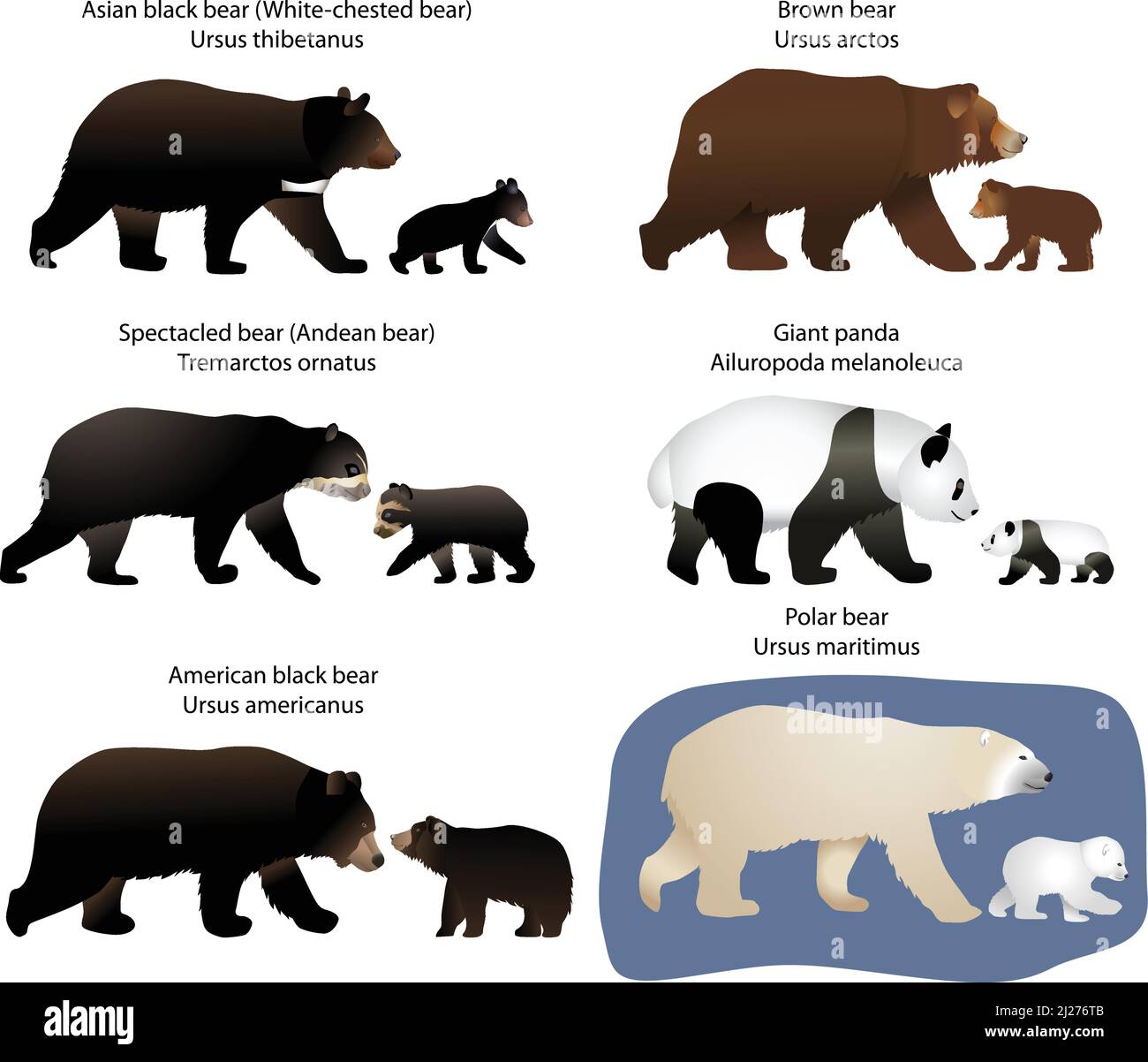 Colección de diferentes especies de osos y osos: Oso marrón, oso negro americano, oso polar, panda gigante, oso negro asiático, oso de anteojos Ilustración del Vector