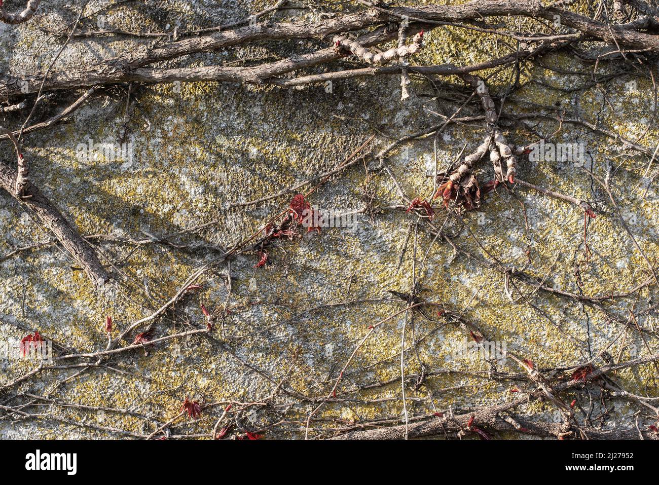 hojas rojas frescas y brotes de hojas en una planta de vid que se alaba en una pared de hormigón Foto de stock