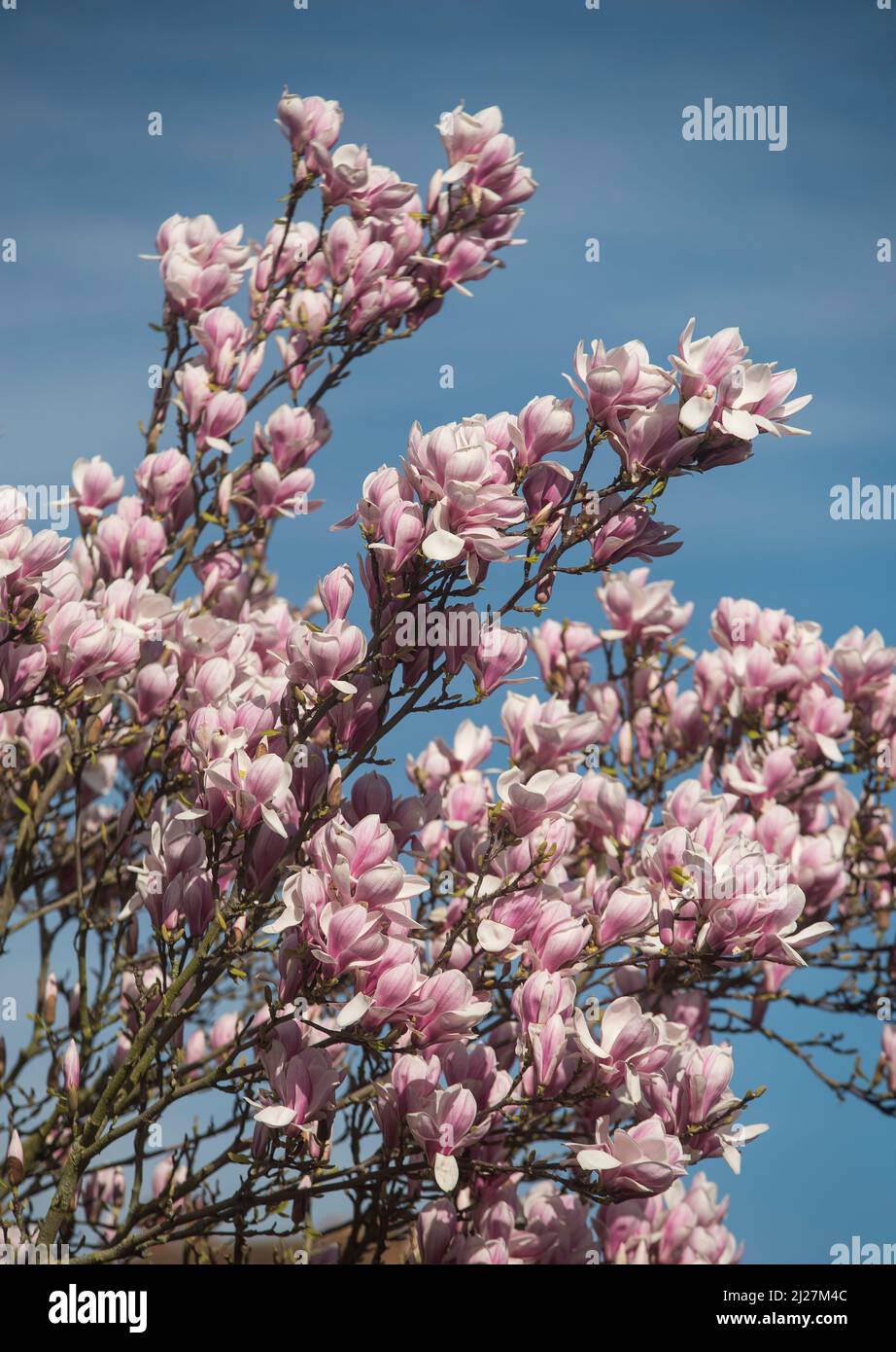 Fragrant white magnolia flowers fotografías e imágenes de alta resolución -  Página 10 - Alamy