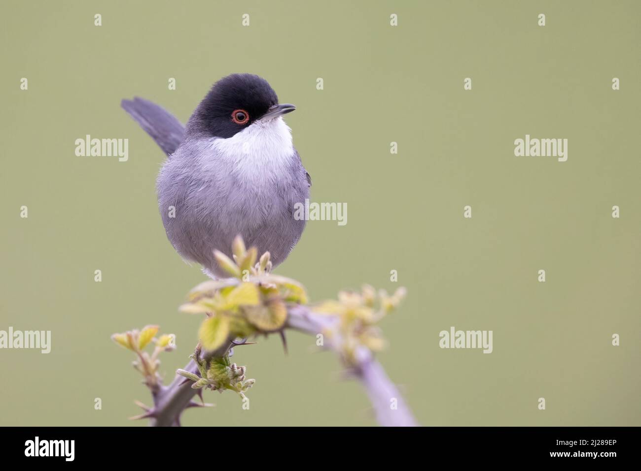 Hombre de guerra sardo (Sylvia melanocephala) Foto de stock