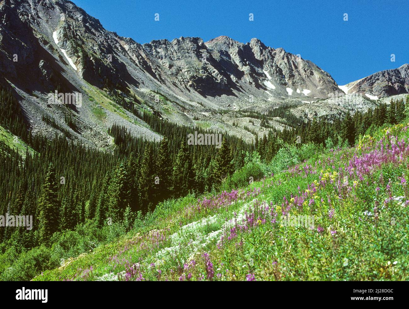 Prados de flores silvestres bajo picos alpinos en Eagles Nest Wilderness, Arapahoe National Forest, Summit County, Colorado Foto de stock