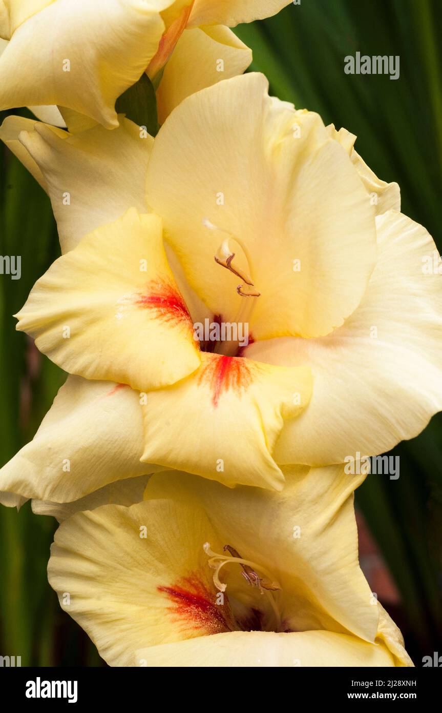 Primer plano de las grandes flores amarillas y rojas de Gladiolus Albandeira contra un fondo de hojas de un cormous perenne florido de verano que es medio resistente Foto de stock