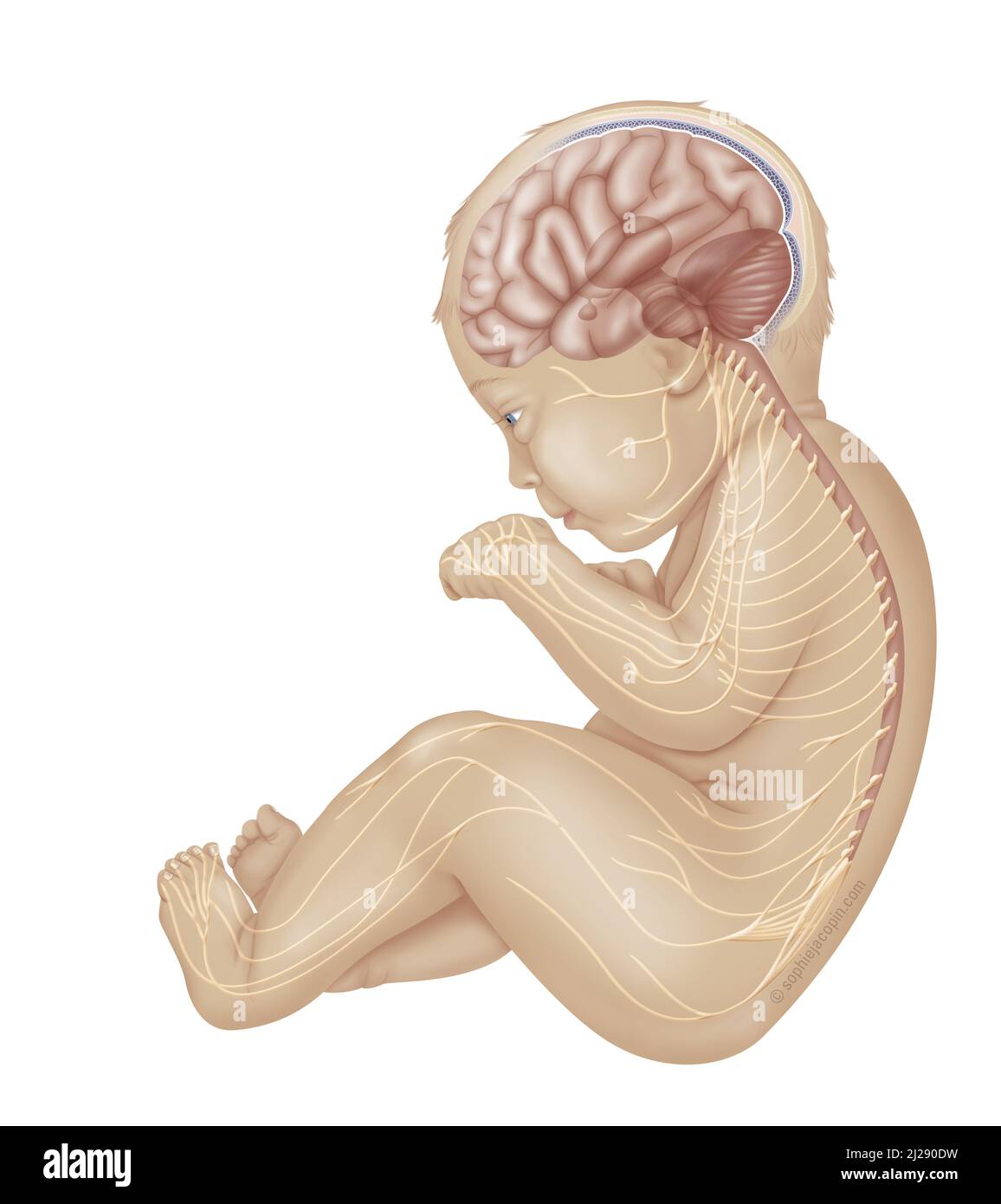 El sistema nervioso del bebé Foto de stock