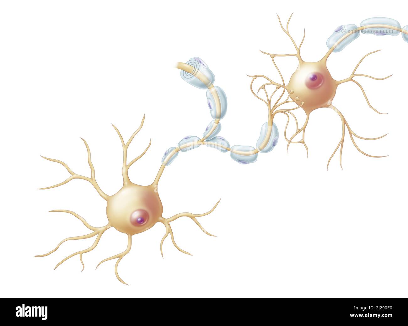 Estructura de las neuronas Foto de stock