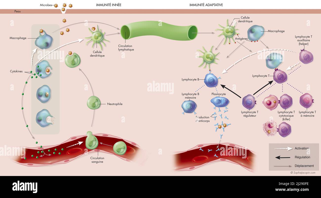 Células inmunes - inmunidad Foto de stock