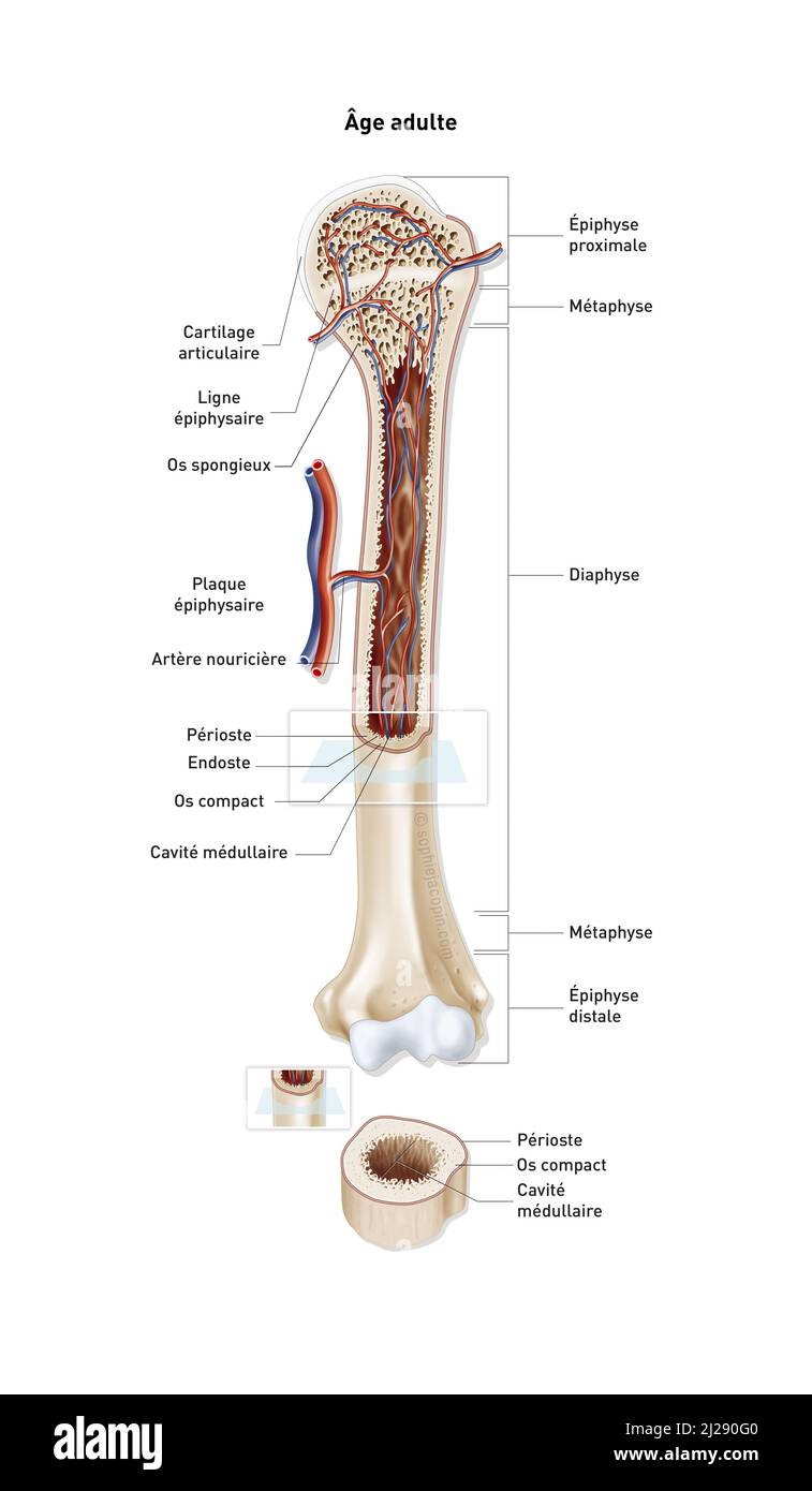 Estructura ósea adulta Foto de stock