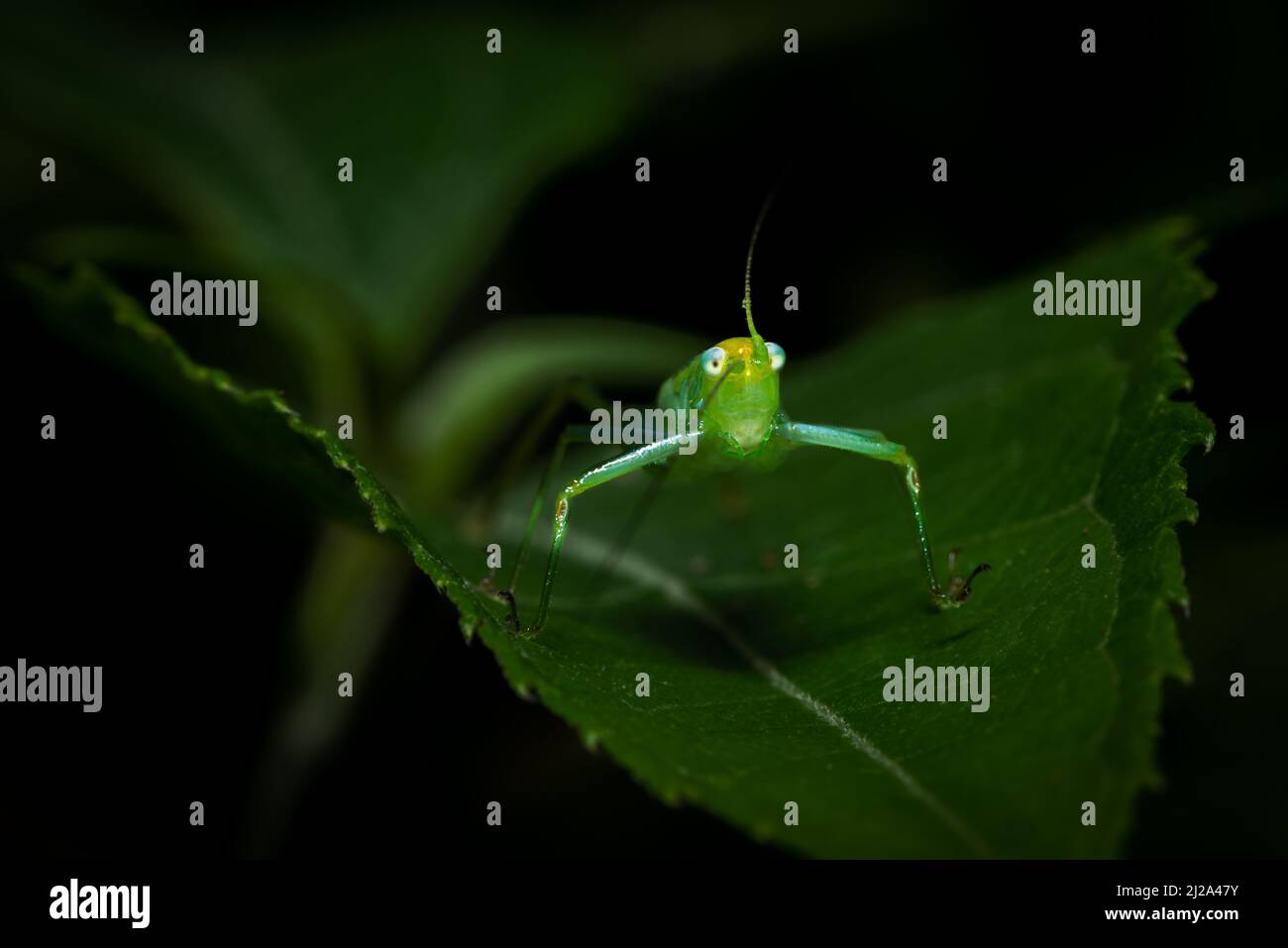 Katydid verde o cricket en una hoja. Insectos de América Central, Costa Rica. Foto de stock