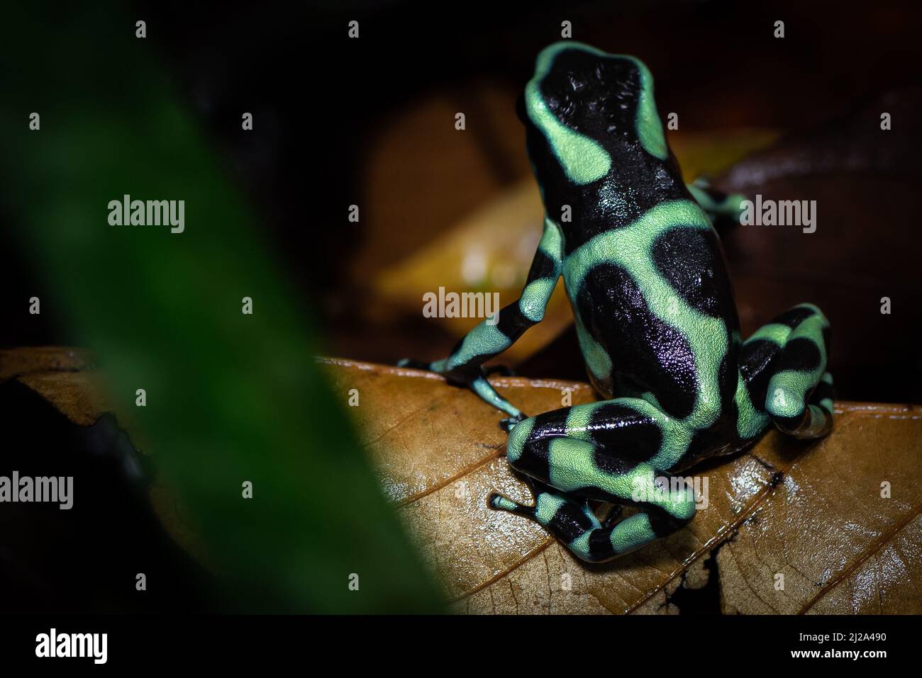 Patrones de colores en la parte posterior de una rana de dardos de veneno verde y negro (Dendrobates auratus) fotografiada en el subcrecimiento de una selva tropical. Foto de stock