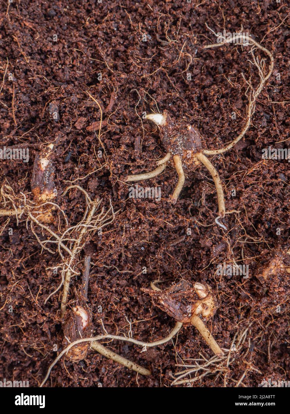 Un primer plano de un bulbo de medios Dodecathon que muestra el nuevo lanzamiento fresco y el crecimiento de la raíz listo para plantar Foto de stock