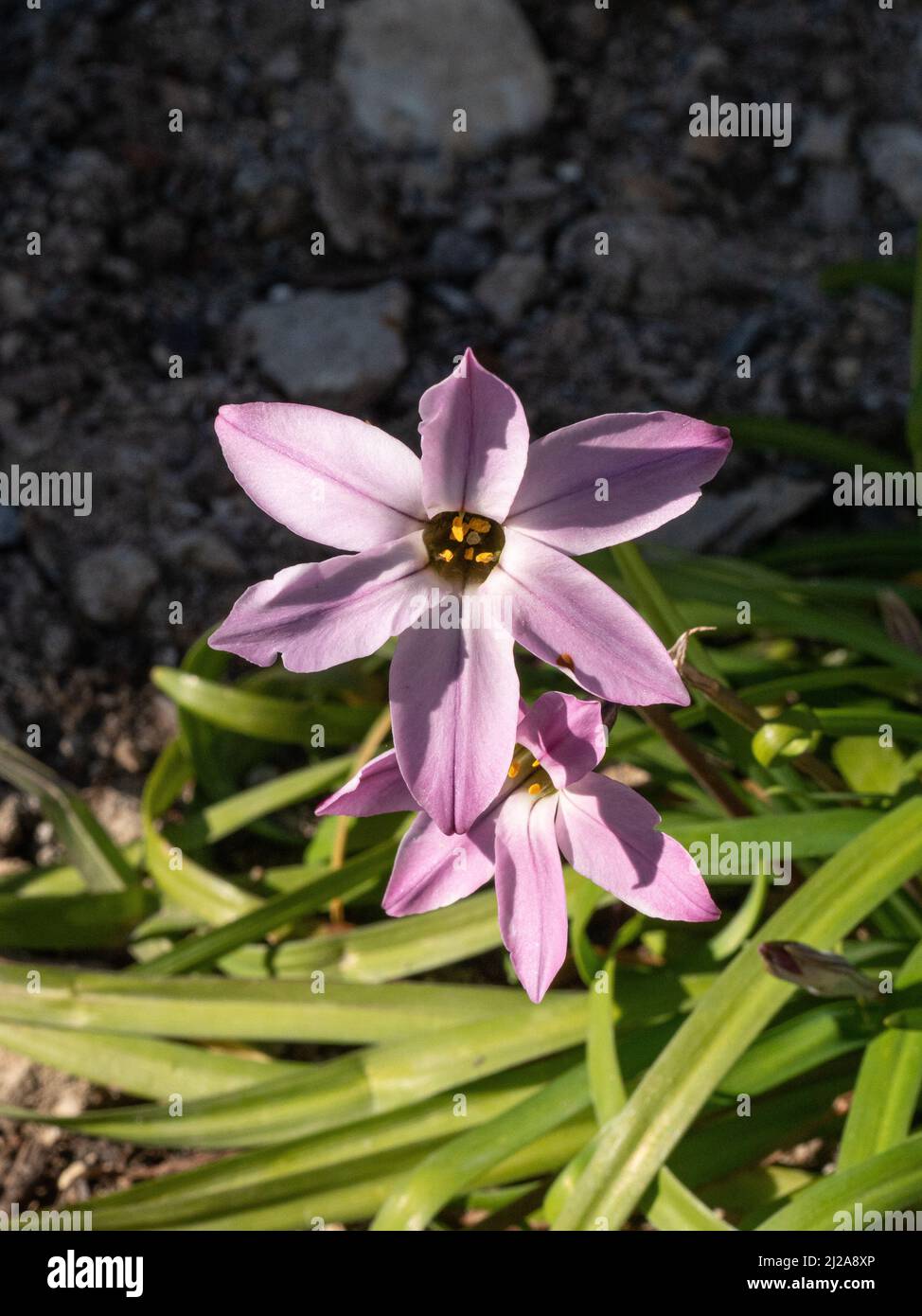Un primer plano de las flores rosadas en forma de estrella de la primavera perenne Ipheion uniflorum 'Charlotte Bishop' Foto de stock