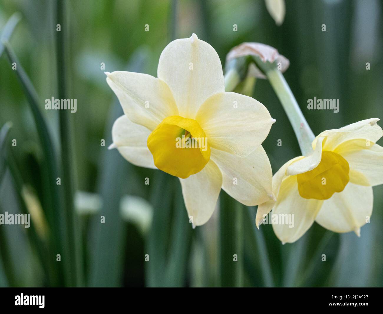 Un primer plano de las flores amarillas pálidas de la enana Narcissus Minnow Foto de stock