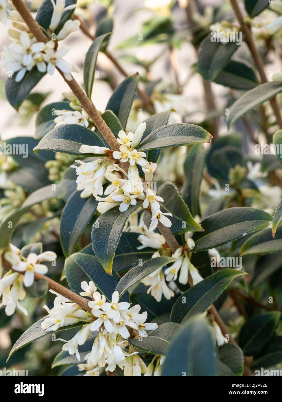 Un primer plano de las flores blancas puras y las hojas verdes oscuras de Osmanthus burkwoodii Foto de stock