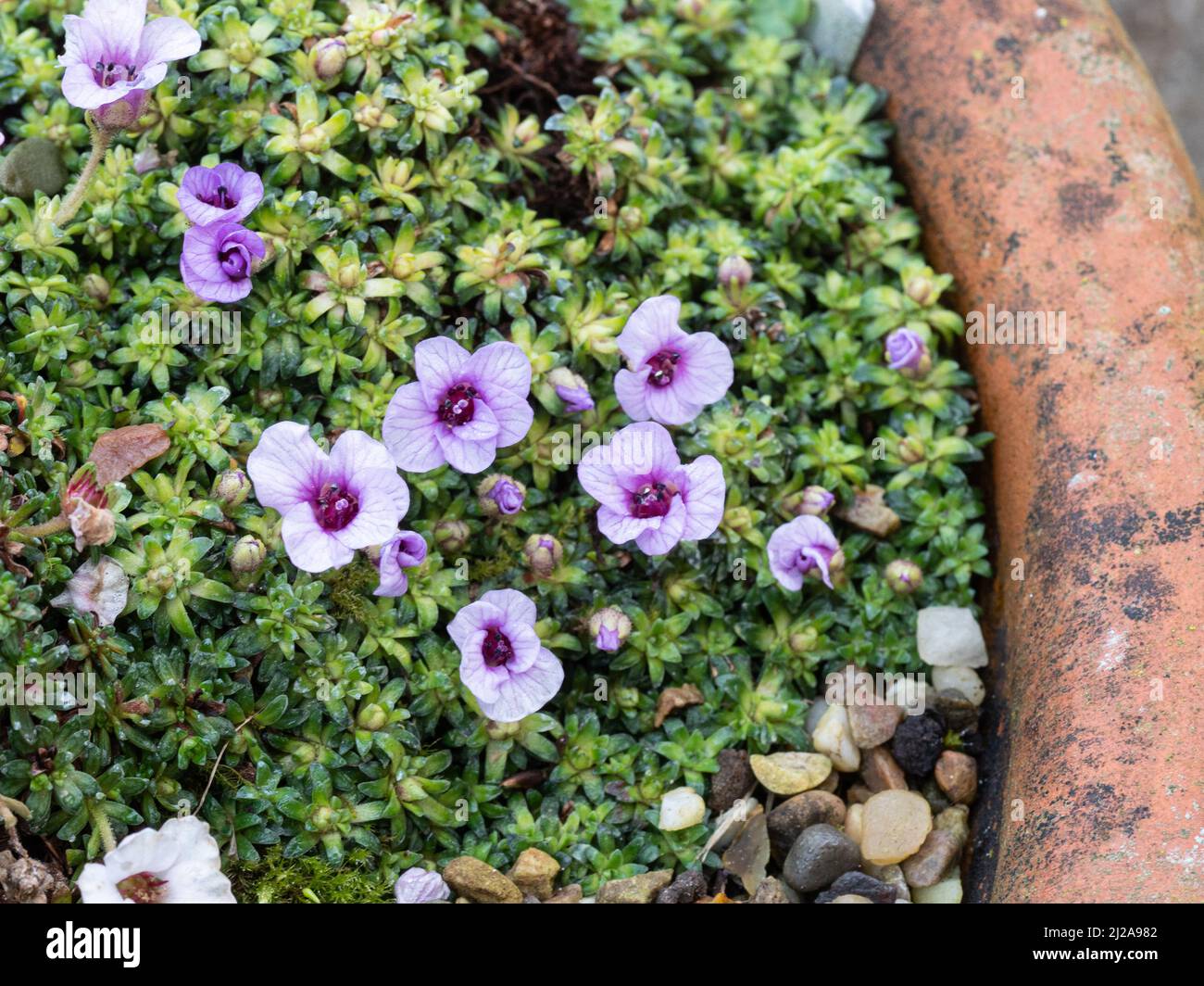 Un montículo con incrustaciones de la temprana floración kabschia Saxifraga Lilacinashing las delicadas flores lilas Foto de stock
