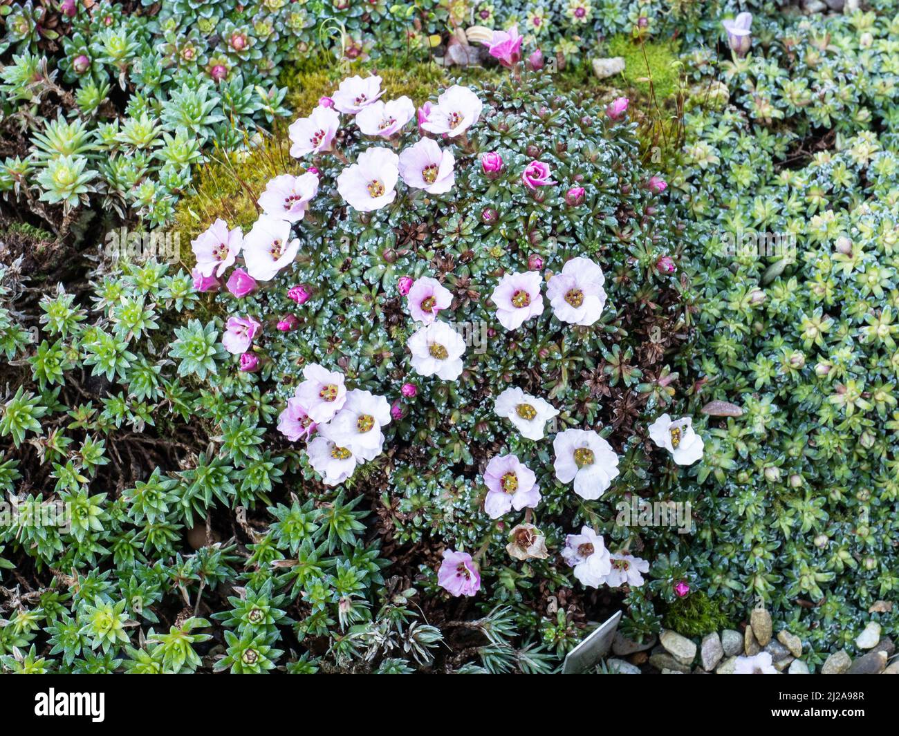 Un montículo incrustado de la kabsquia Saxifraga Tysoe Pink Perfection mostrando las delicadas flores de color rosa pálido Foto de stock