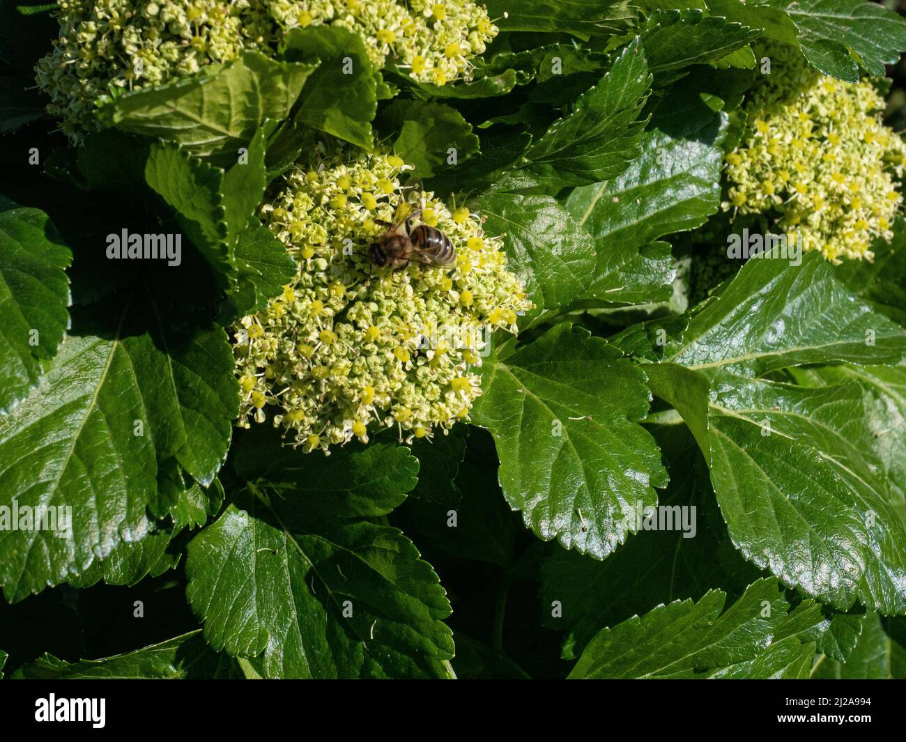 Una abeja de miel que se alimenta de las flores primaverales de Smyrnium olusatrum - Alexandros sobre un fondo de las hojas frescas de color verde brillante Foto de stock