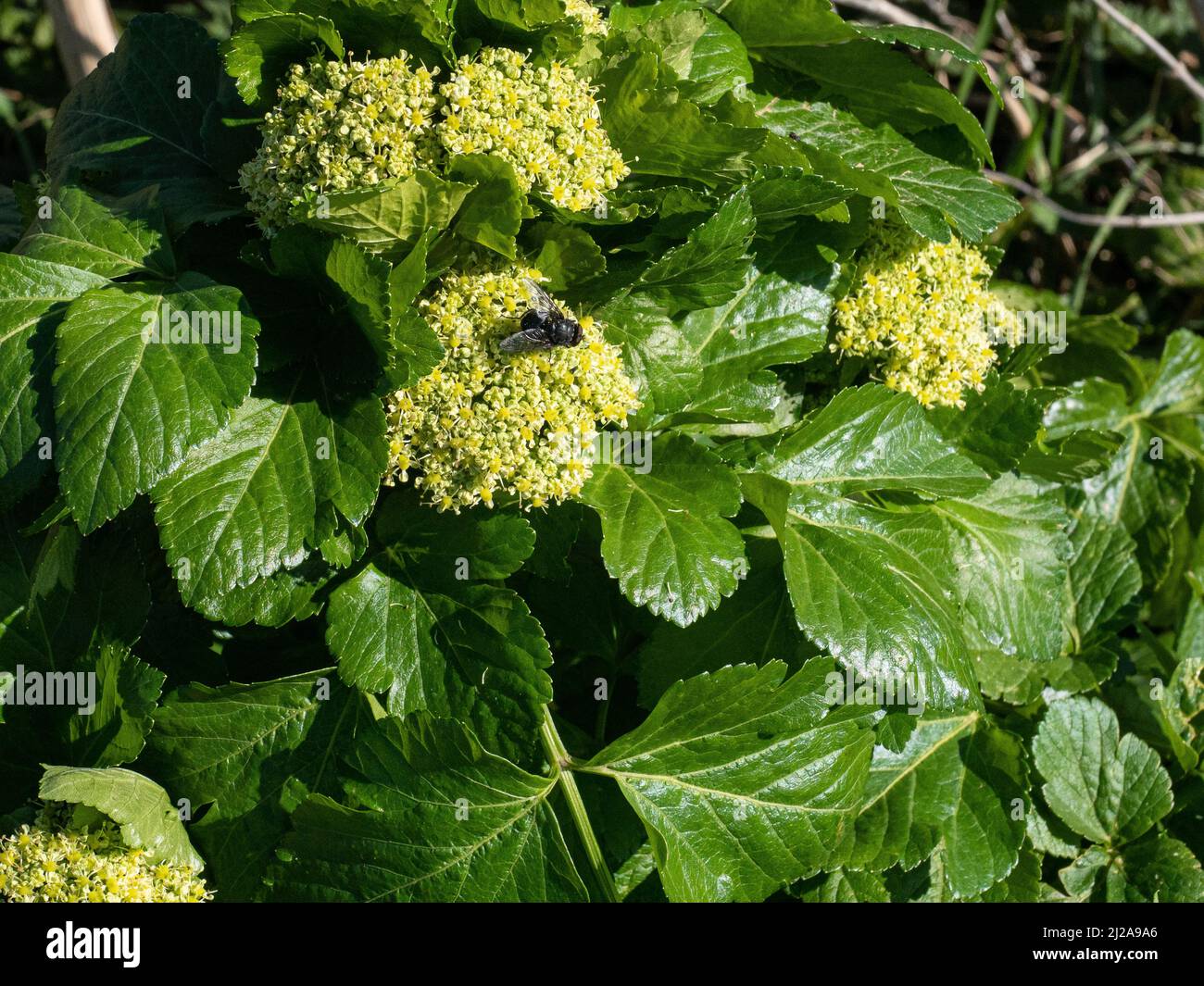 Una mosca que alimenta en las flores de primavera temprana de Esmirnium olusatrum - Alexandros contra un fondo de las hojas frescas verdes brillantes Foto de stock