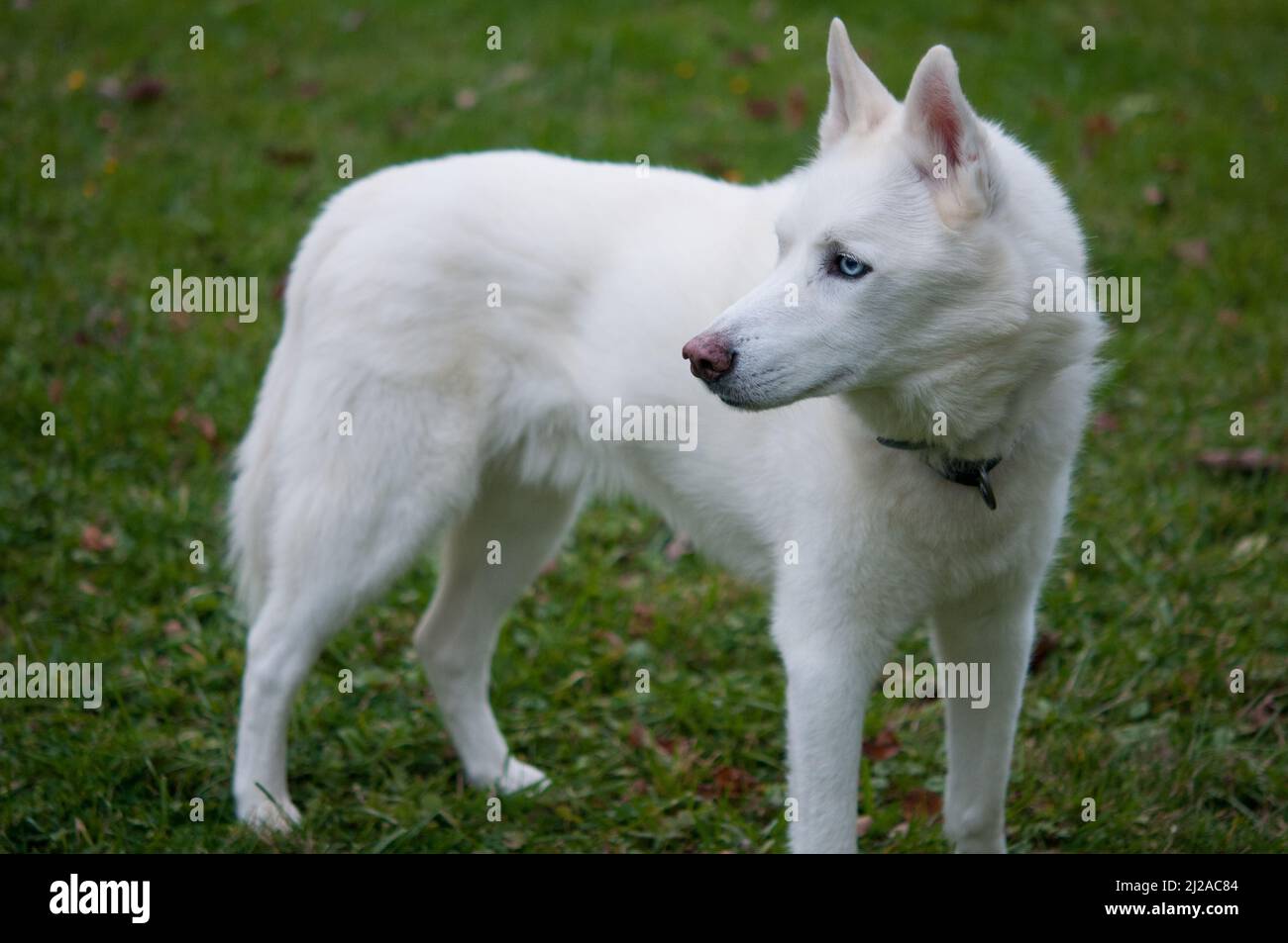 Pelo blanco husky fotografías e imágenes de alta resolución - Alamy